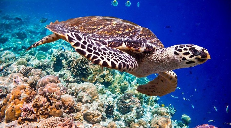Red Sea Excursions