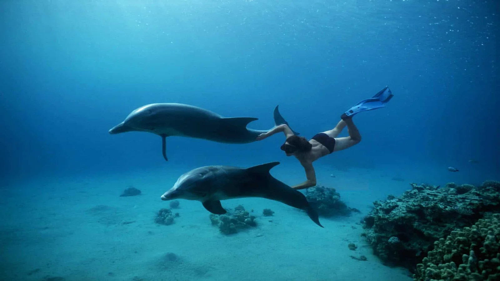 Dolphin House Tours