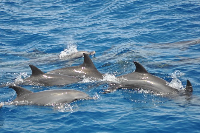 Dolphin House Tours