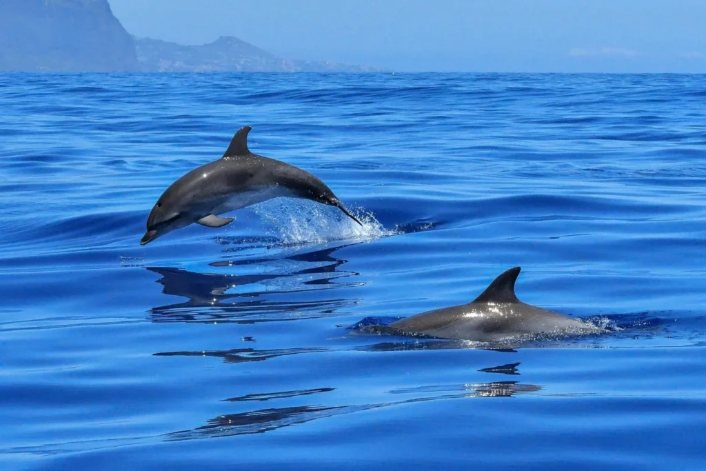 Dolphin House Tours
