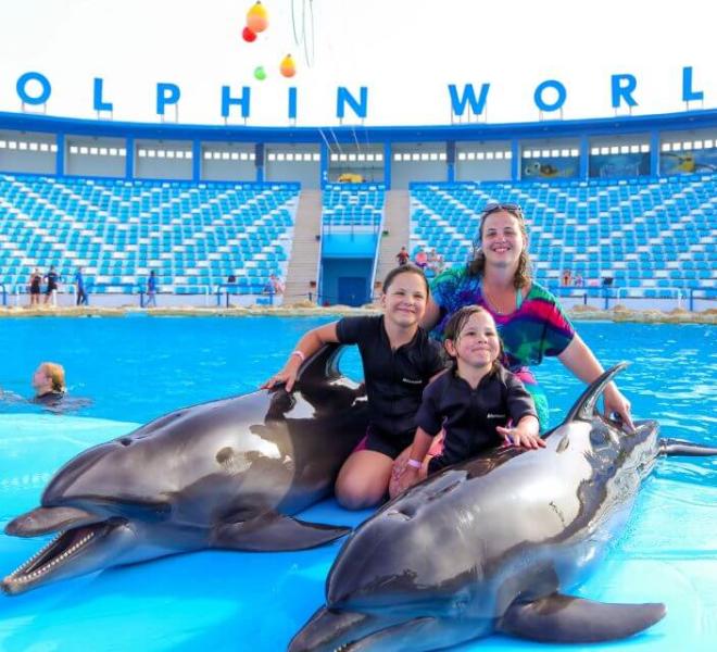 Dolphin Show Tours