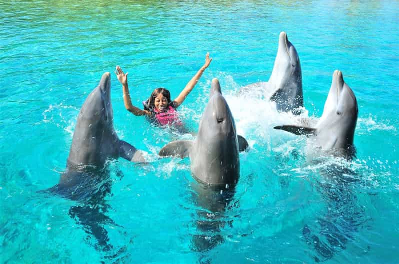 Dolphin Show Tours