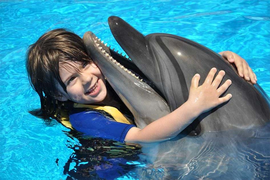 Dolphin Show Tours