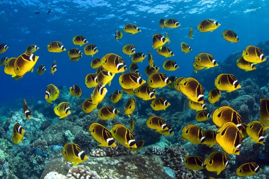 Wildlife Conservation and Protected Marine Ecosystems