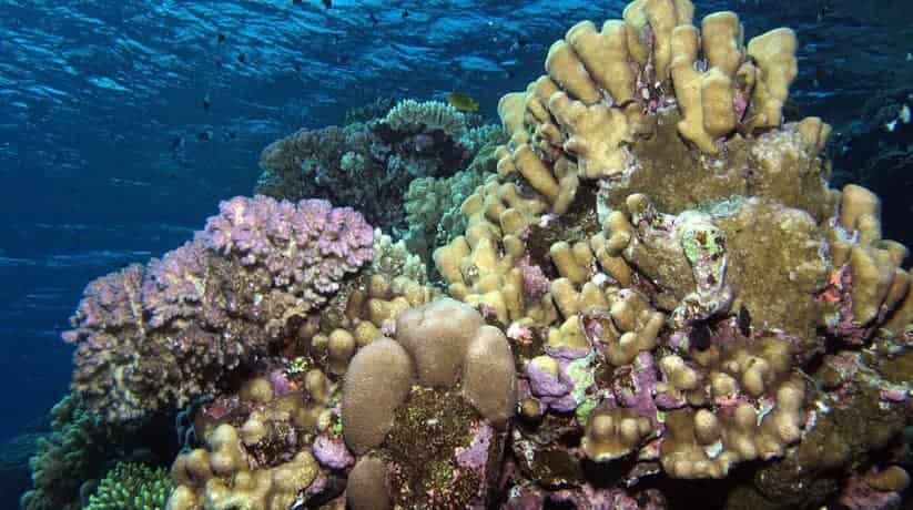 Abu Ramada – Hurghada