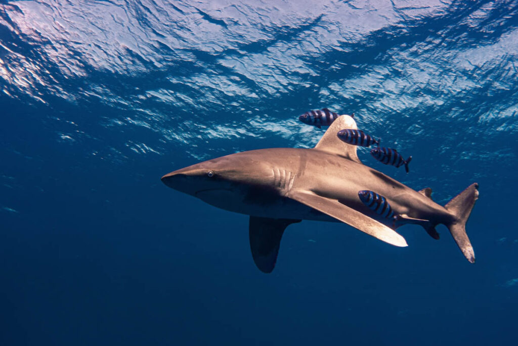 Daedalus Reef – Sharks and Pelagic Marine Life