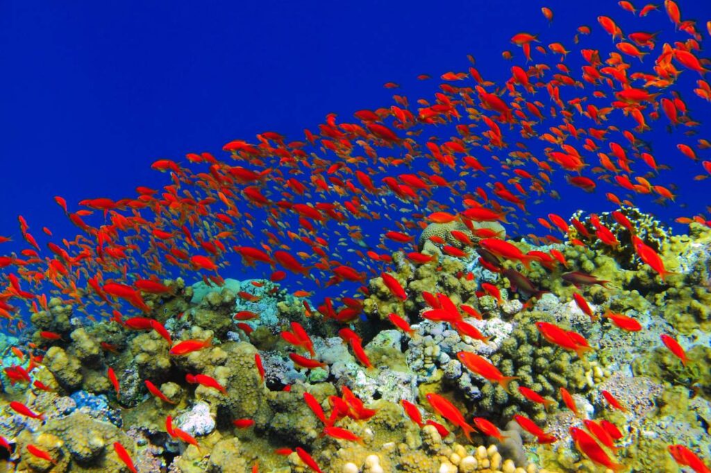 Elphinstone Reef – Marsa Alam