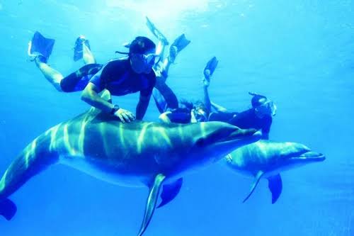 dolphin House Red sea Egypt Try Egypt tours