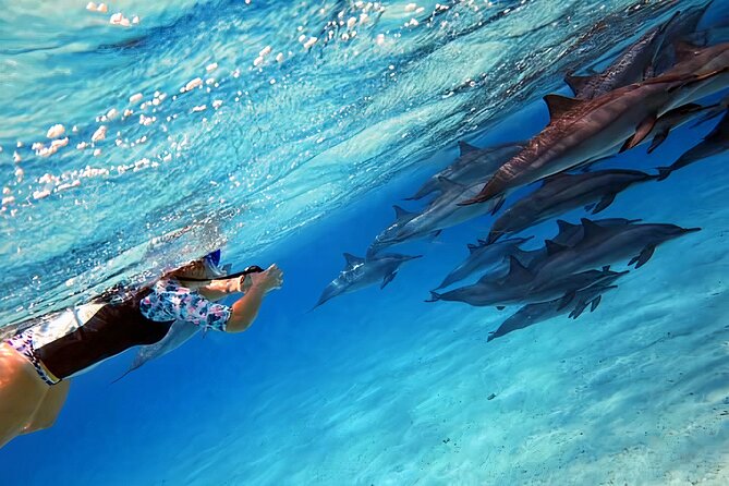 dolphin House Red sea Egypt Try Egypt tours