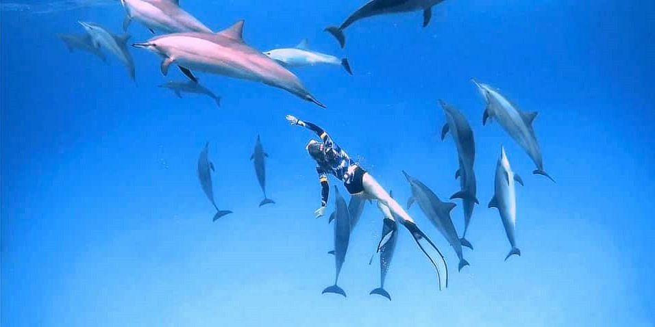 dolphin House Red sea Egypt Try Egypt tours
