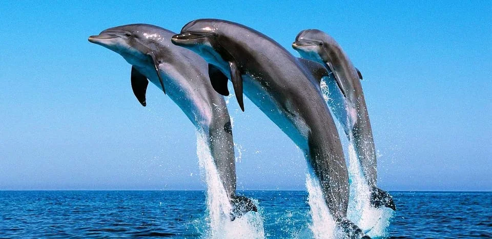 dolphin House Red sea Egypt Try Egypt tours