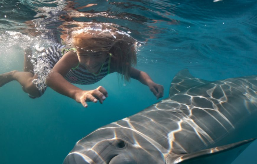 dolphin House Red sea Egypt Try Egypt tours