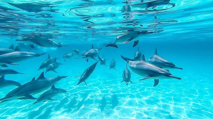 dolphin House Red sea Egypt Try Egypt tours